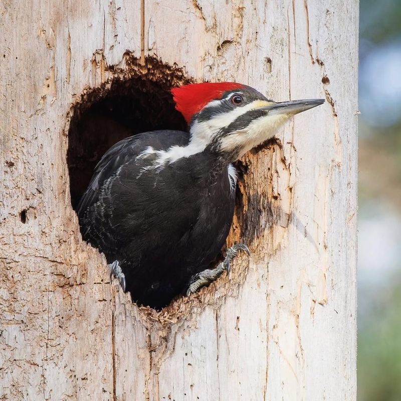 High Insect Populations In Warm Winters