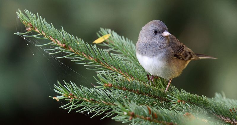 Natural Migration Patterns Bring Juncos South To Michigan