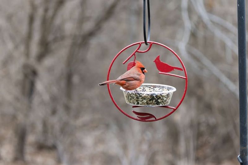 Harsh Winter Weather Drives Feeder Visits