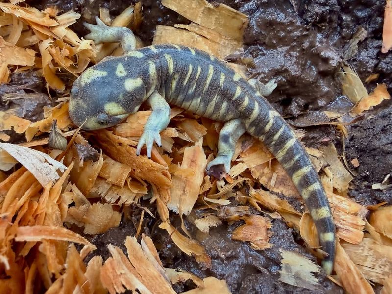 Mulch Offers Protection From Predators