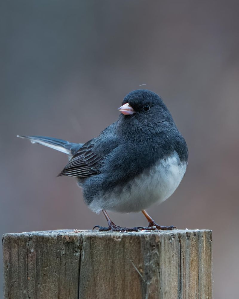 Milder Temperatures Compared To Breeding Grounds