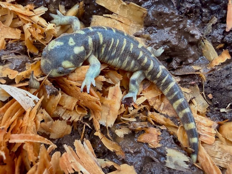 Mulch Offers Protection From Predators