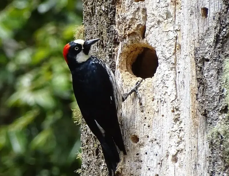 Exploring And Investigating Potential Food Sources