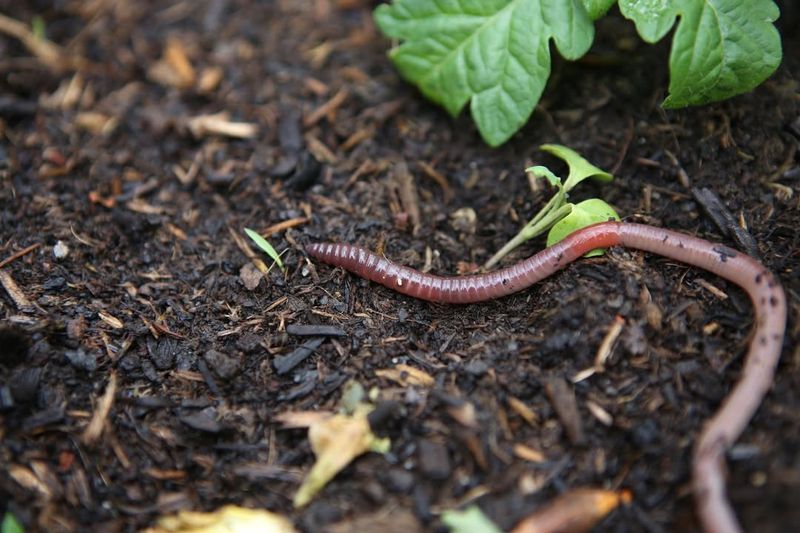 Attracting Earthworms And Beneficial Organisms