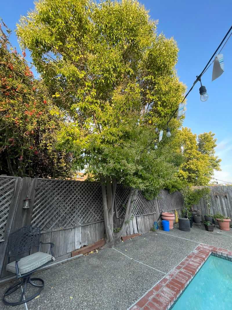 Property Line Location Matters For Responsibility