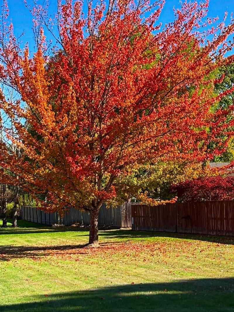 Colorful Fall Foliage And Persistent Fruit Display
