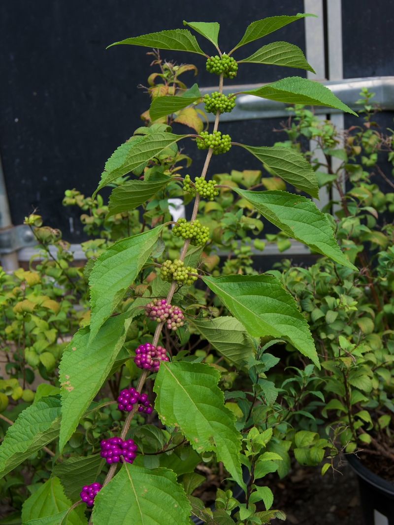 Four-Season Interest In Your Landscape