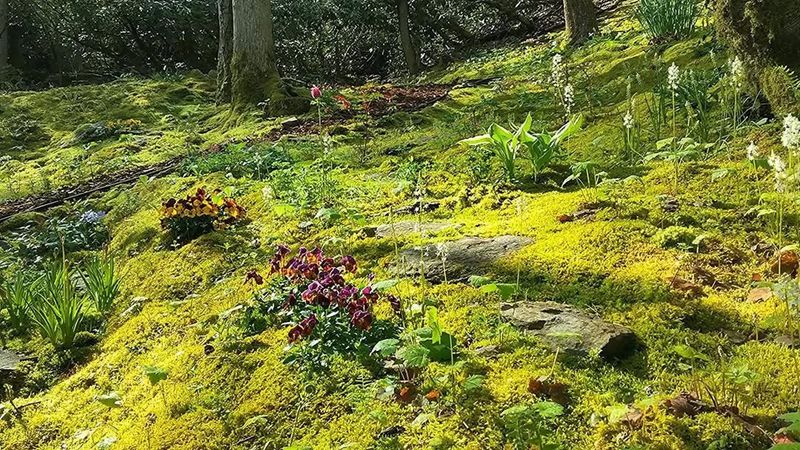 Prevents Soil Erosion Naturally