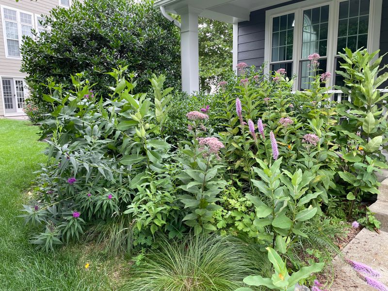 Incorporate Native Virginia Plants For Natural Privacy