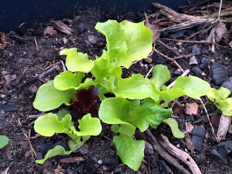 Plant Cool-Season Vegetables And Herbs