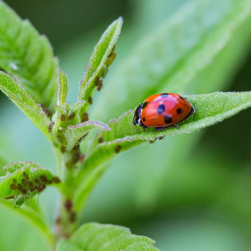 Control Pests Naturally With Beneficial Insects