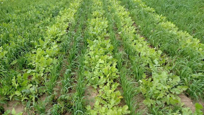 Plant Cover Crops During The Off-Season