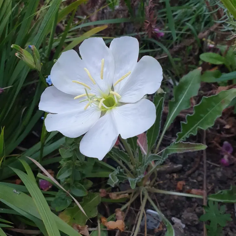 Install Night-Blooming Flowers For Evening Fragrance
