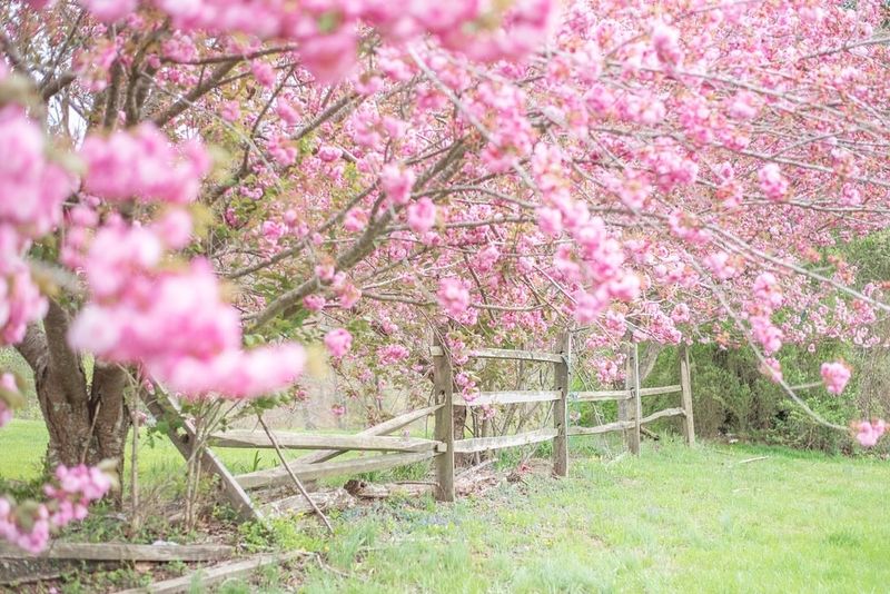 Plant Ornamental Trees as Focal Points