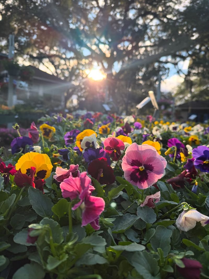 Plant Colorful Cool-Season Annuals