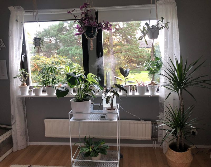 Boost Humidity Levels To Counter Dry Indoor Air