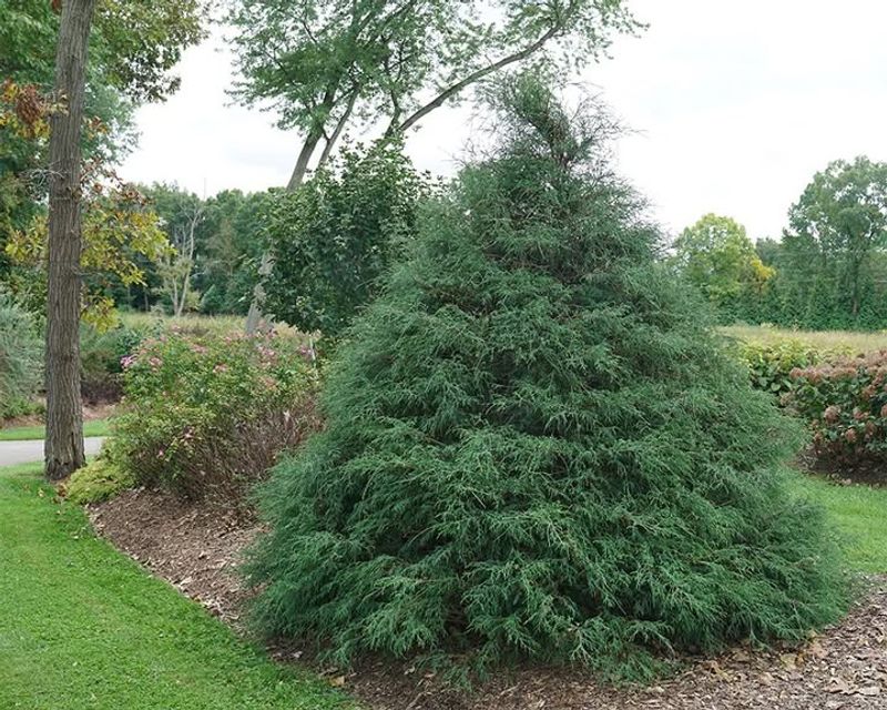 Plant Evergreen Shrubs And Trees For Year-Round Shelter