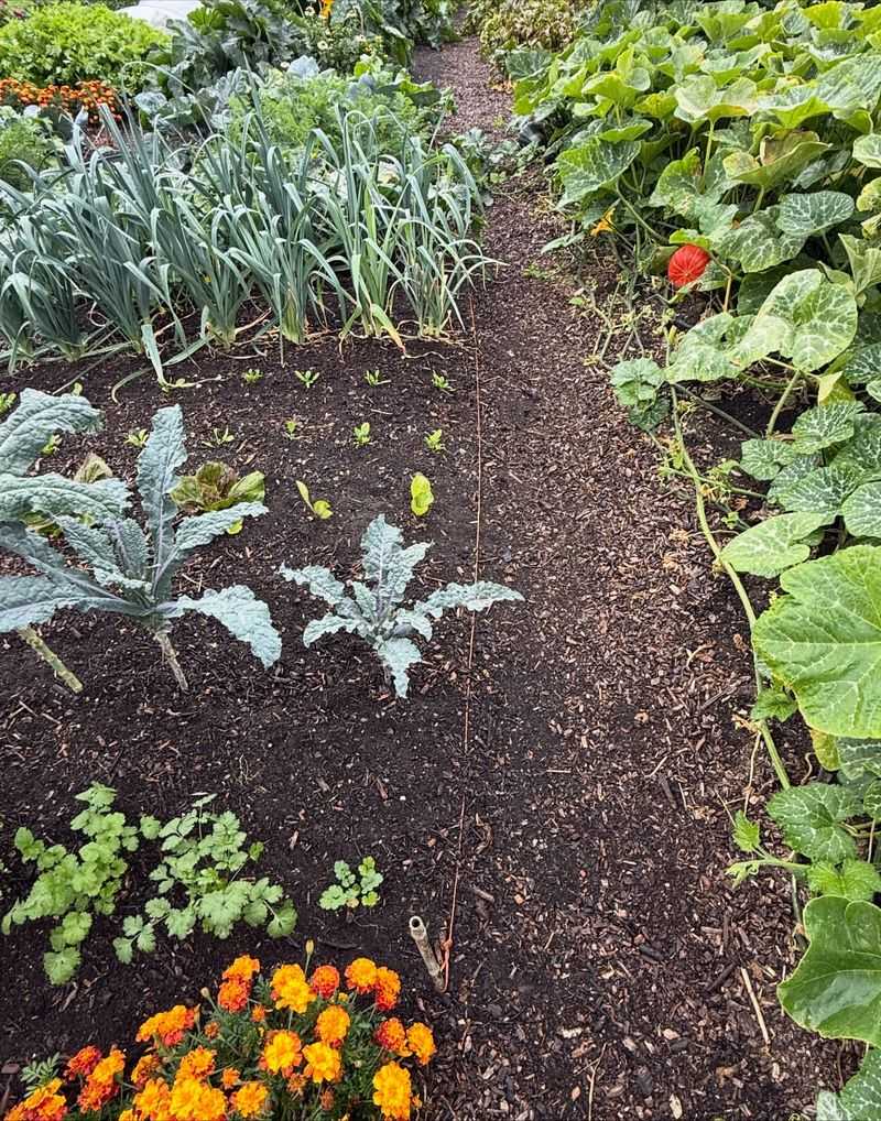 Spread Aged Manure For Extra Nutrients And Soil Structure