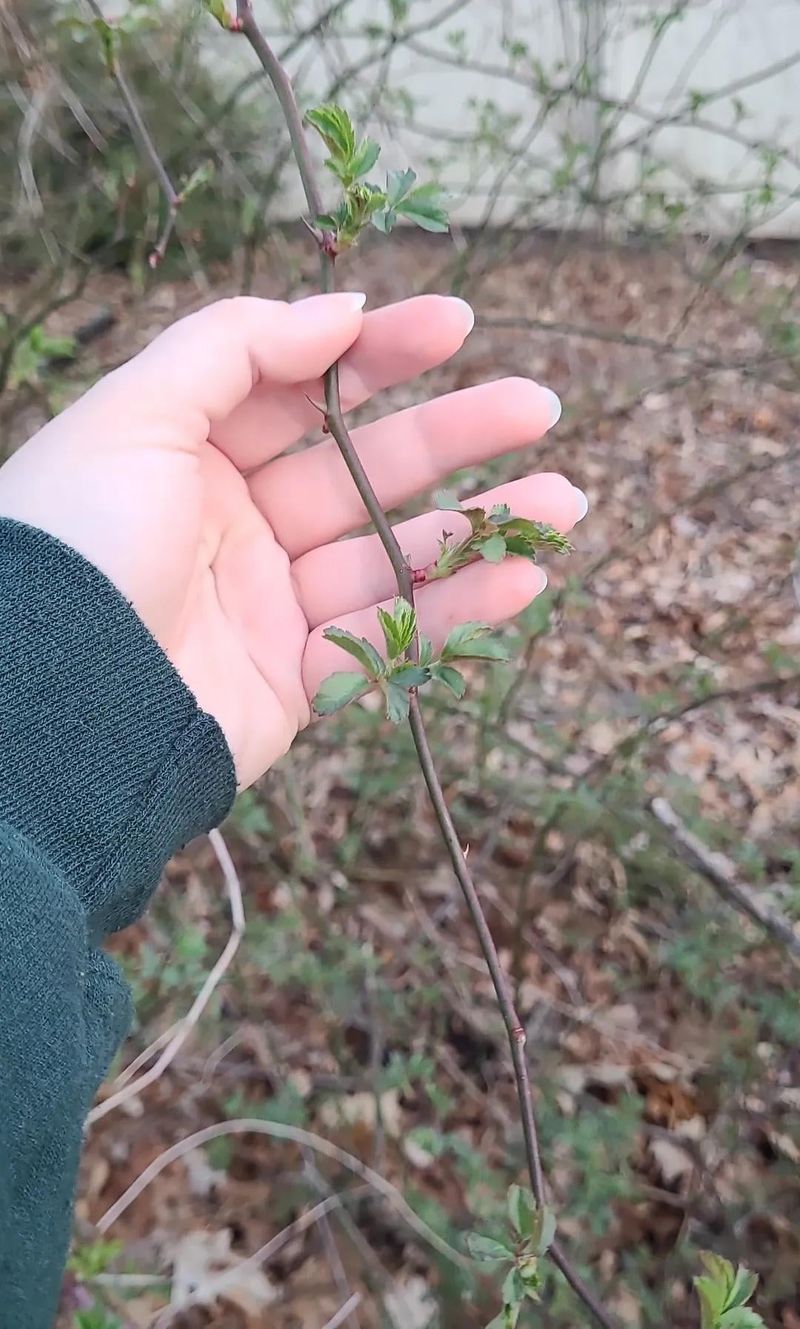 Monitor and Remove Invasive Species