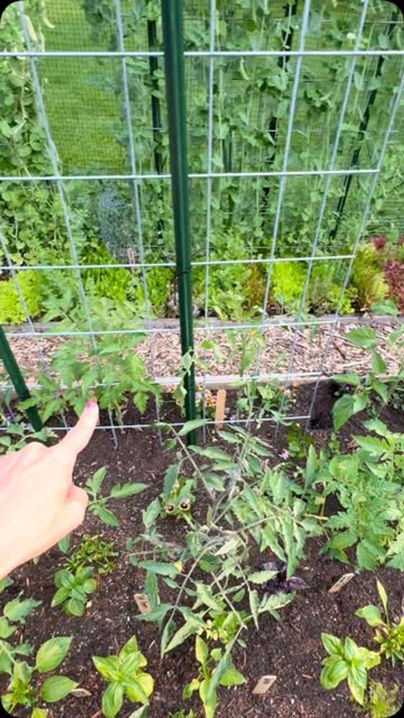 Incorporate a Three-Year Crop Rotation Plan