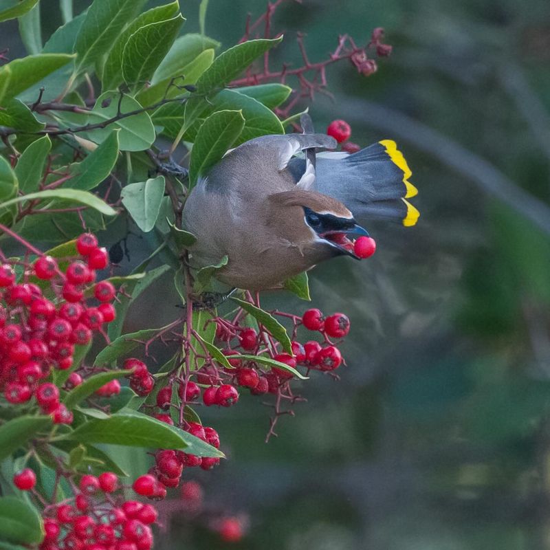 Attracting Birds With Natural Food Sources