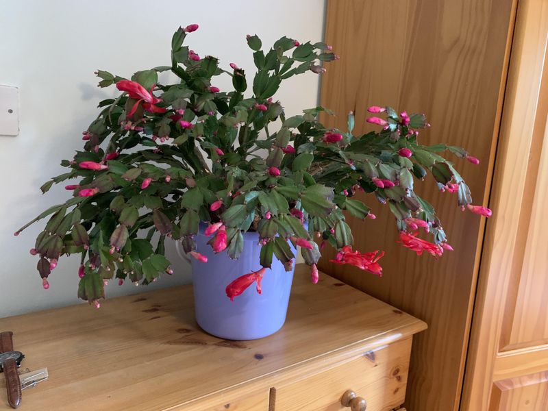 Water Less During Bloom Formation Period