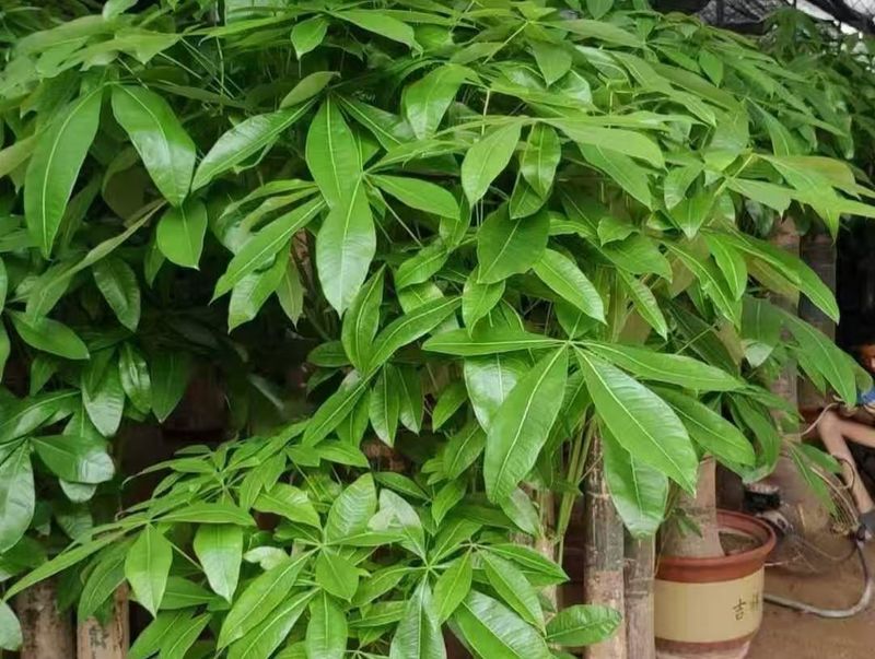 Monitor Humidity Levels In Your Growing Space