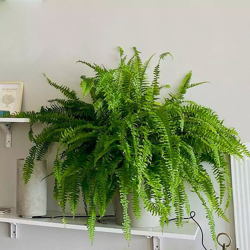 Keep Ferns Away From Heat Sources And Cold Drafts