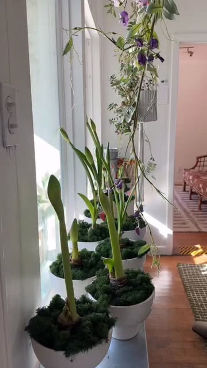 Rotate The Pot For Even Light Distribution