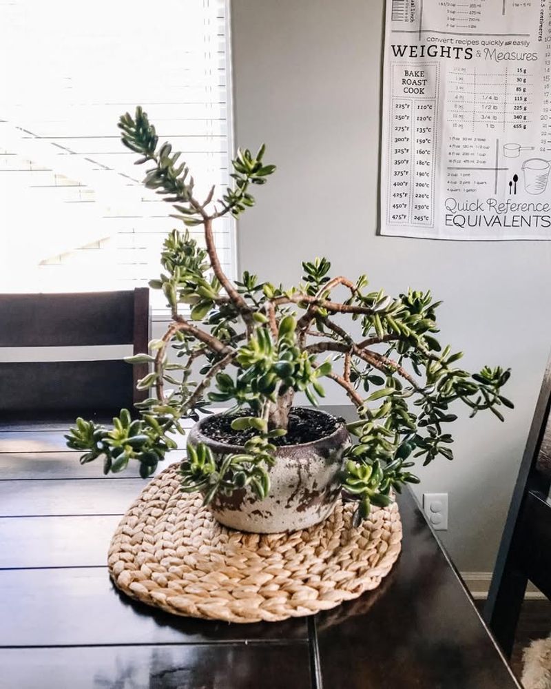 Position Plants Near South-Facing Windows