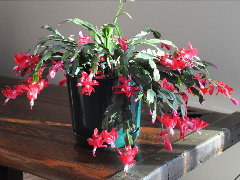 Position Your Plant Away From Heating Vents And Fireplaces