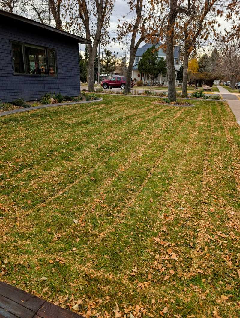 Mulched Leaves Feed Your Lawn Naturally