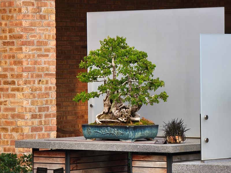 Model Railroad Garden Enchants Visitors With Miniature Landscapes