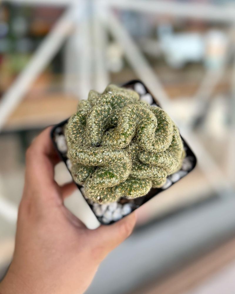 Propagation Success Creates More Plants To Share