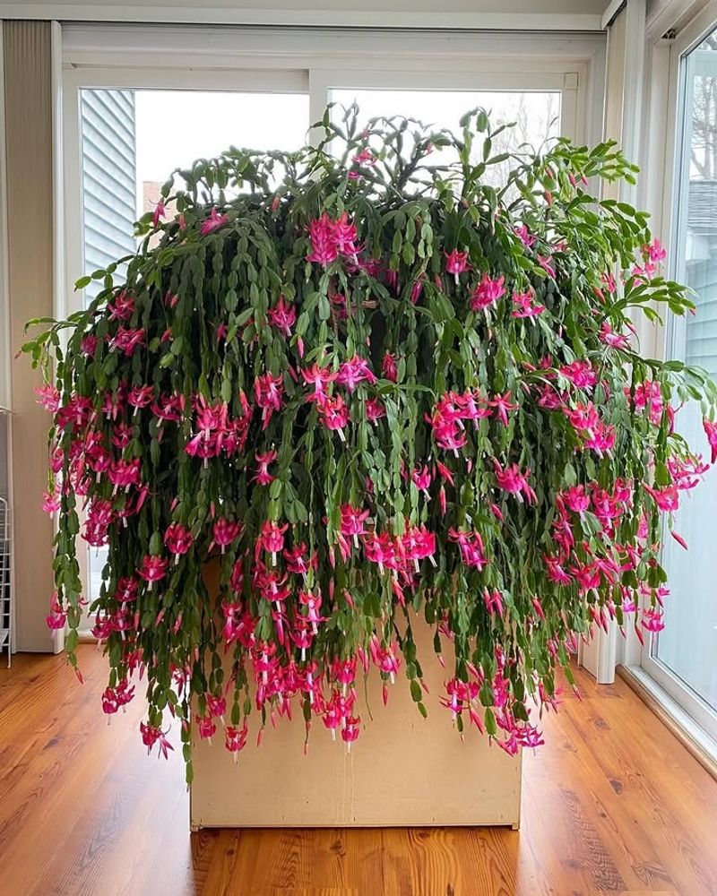 Christmas Cactus