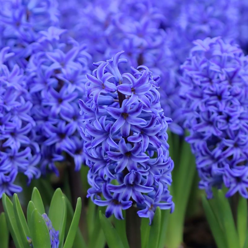 Hyacinth
