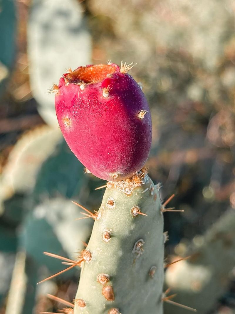 Prickly Pear Cactus