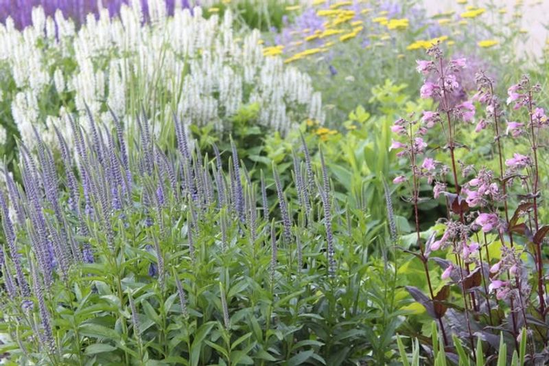 Penstemon 'Midnight Masquerade'
