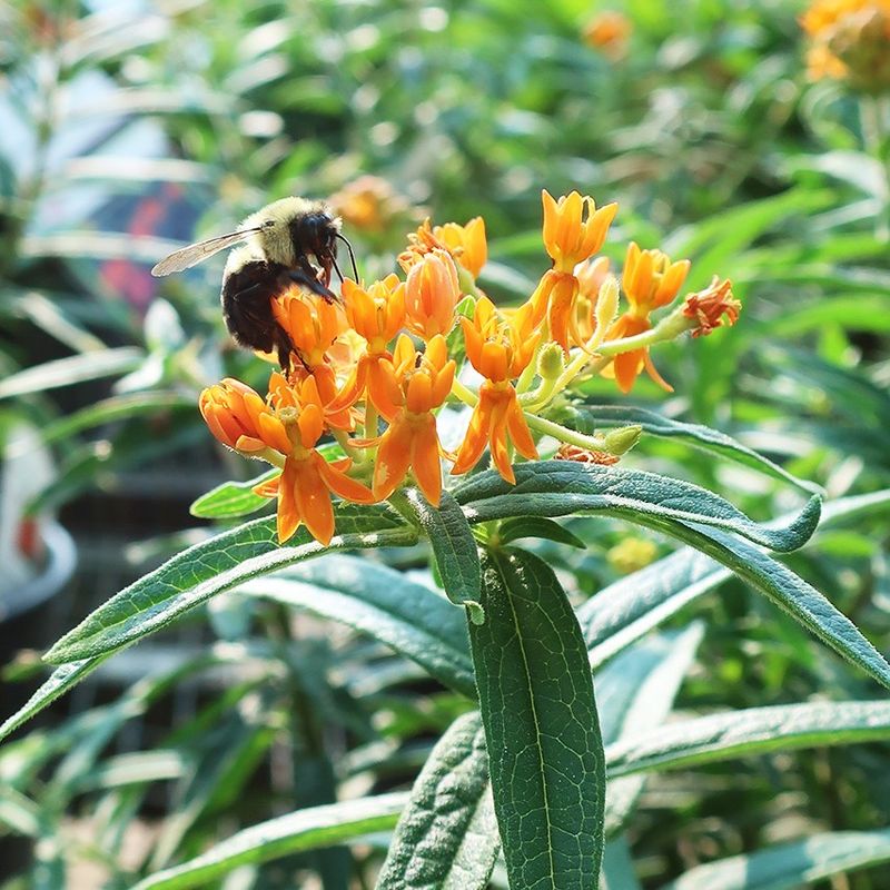 Supporting Local Wildlife Ecosystems