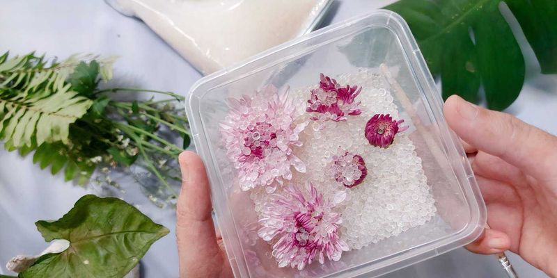 Drying Flowers With Glycerin For Flexibility