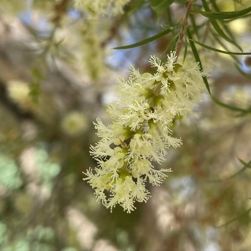 Melaleuca Tree