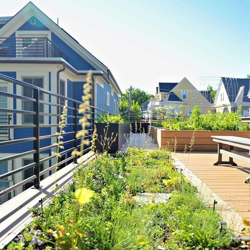 Roofs Last Longer With Plant Protection