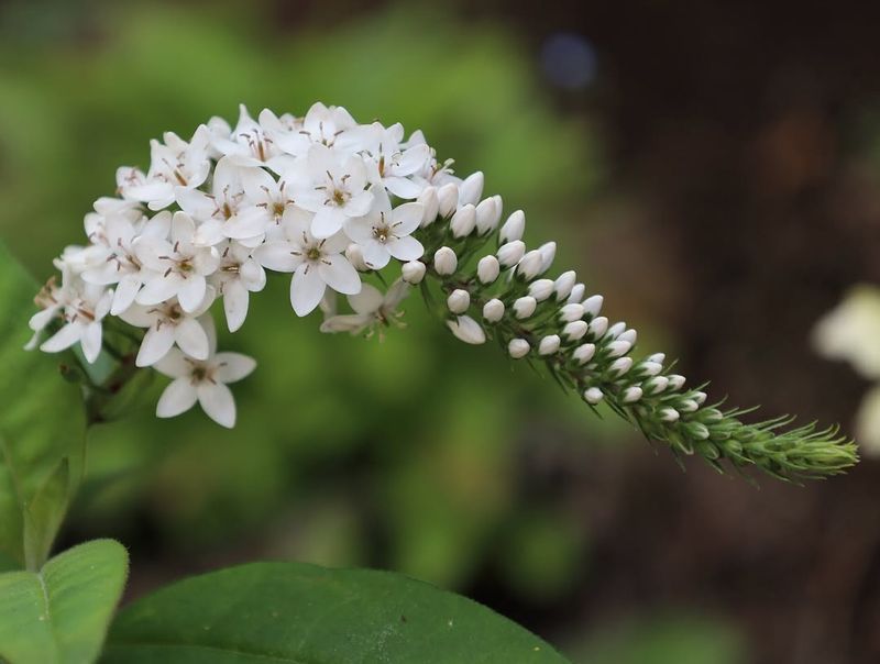 Gooseneck Loosestrife (Lysimachia Clethroides)