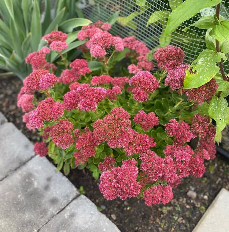 Sedum (Stonecrop)