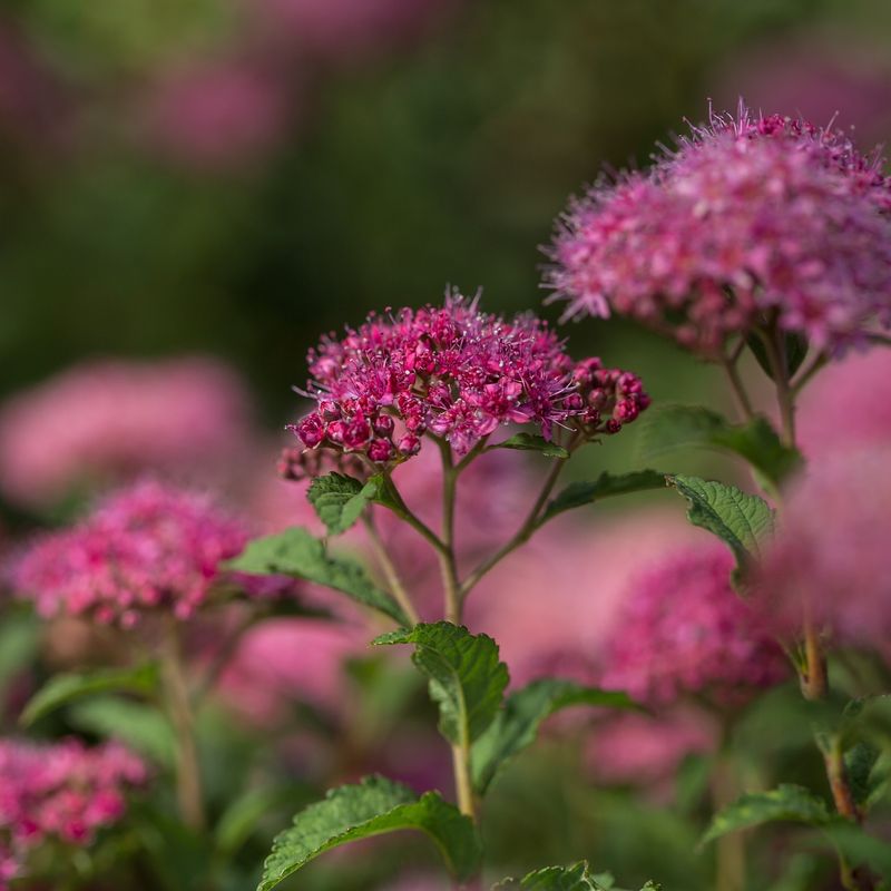 Spirea