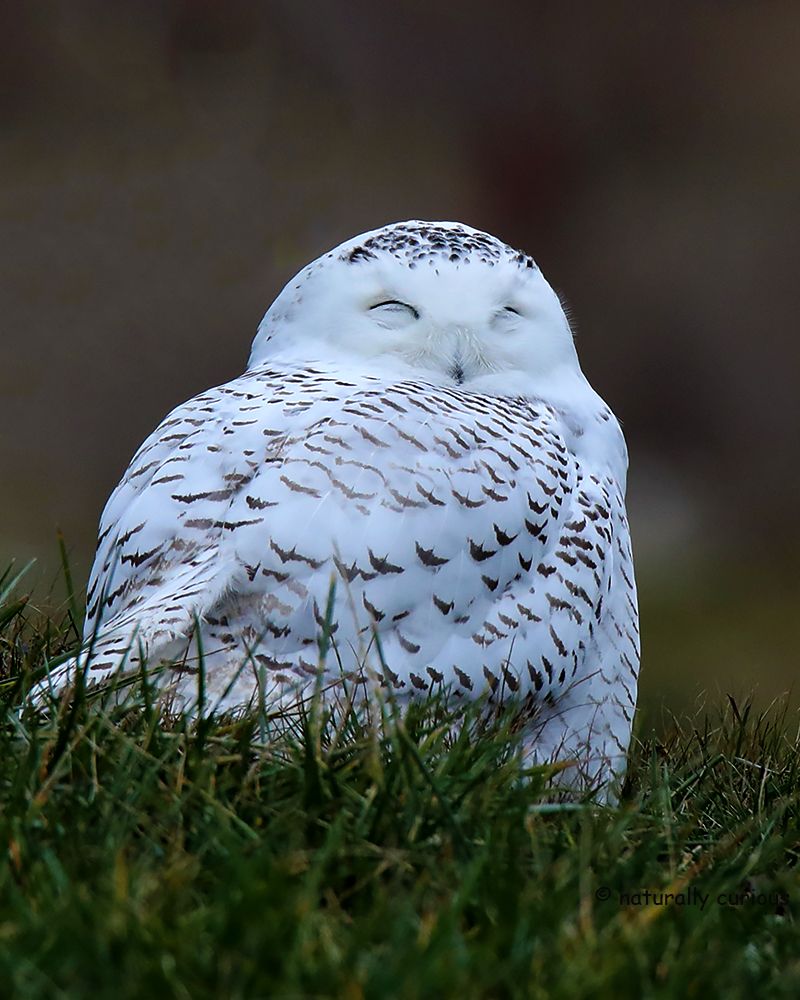 Mysterious Feathers From Prey Birds Scattered About
