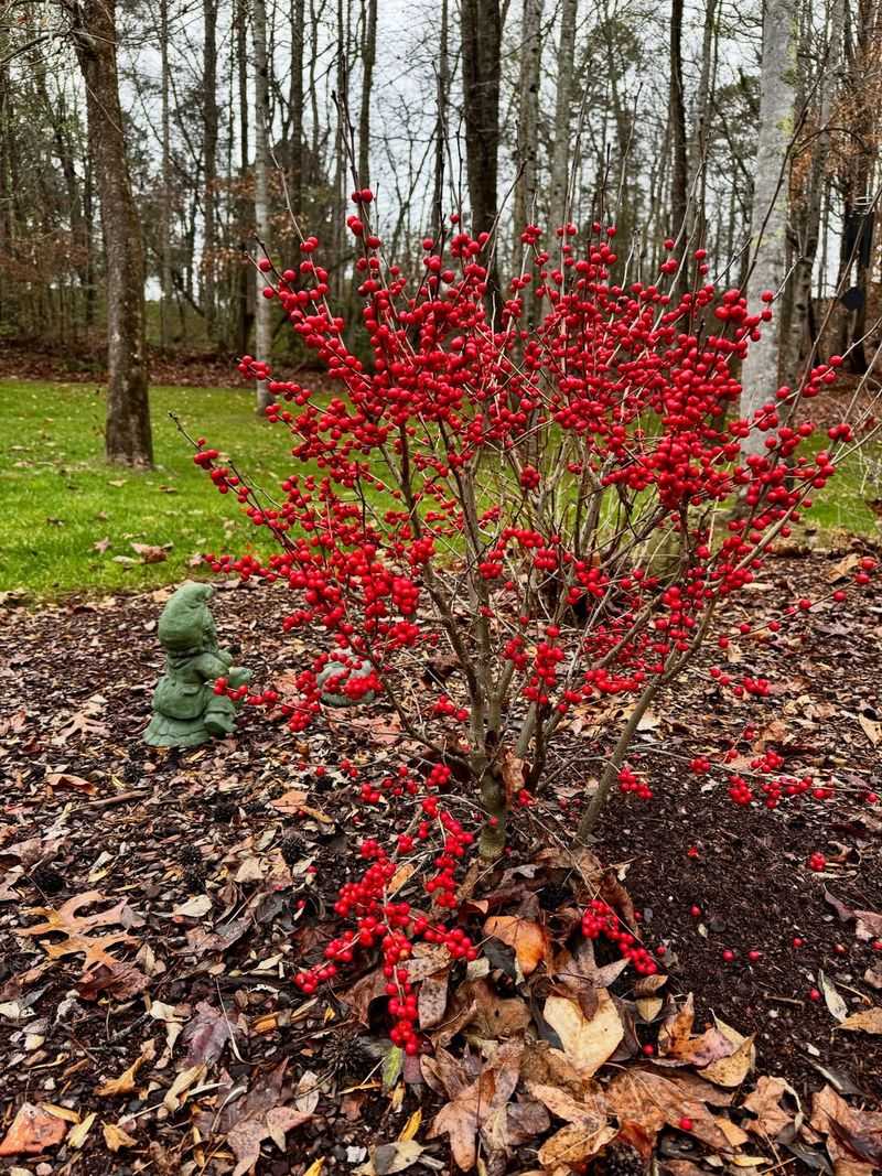 Improper Planting Depth