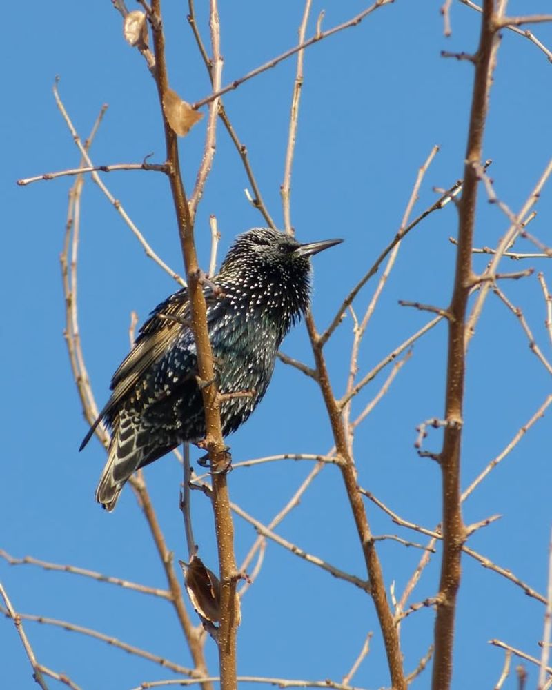 Live Wild Birds Except House Sparrows And Starlings