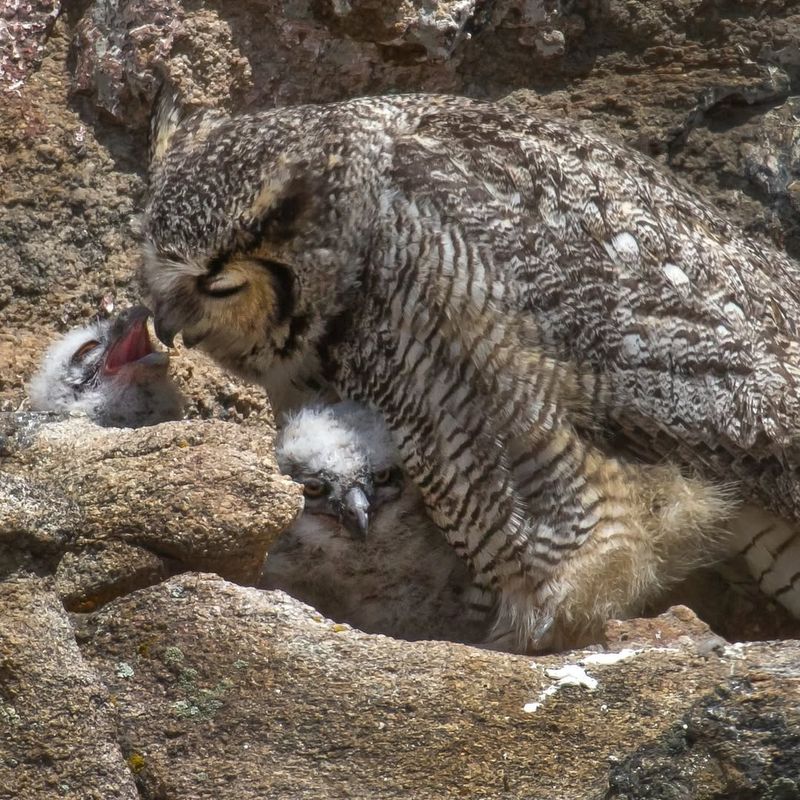 Hawks Eagles Falcons And Other Raptors