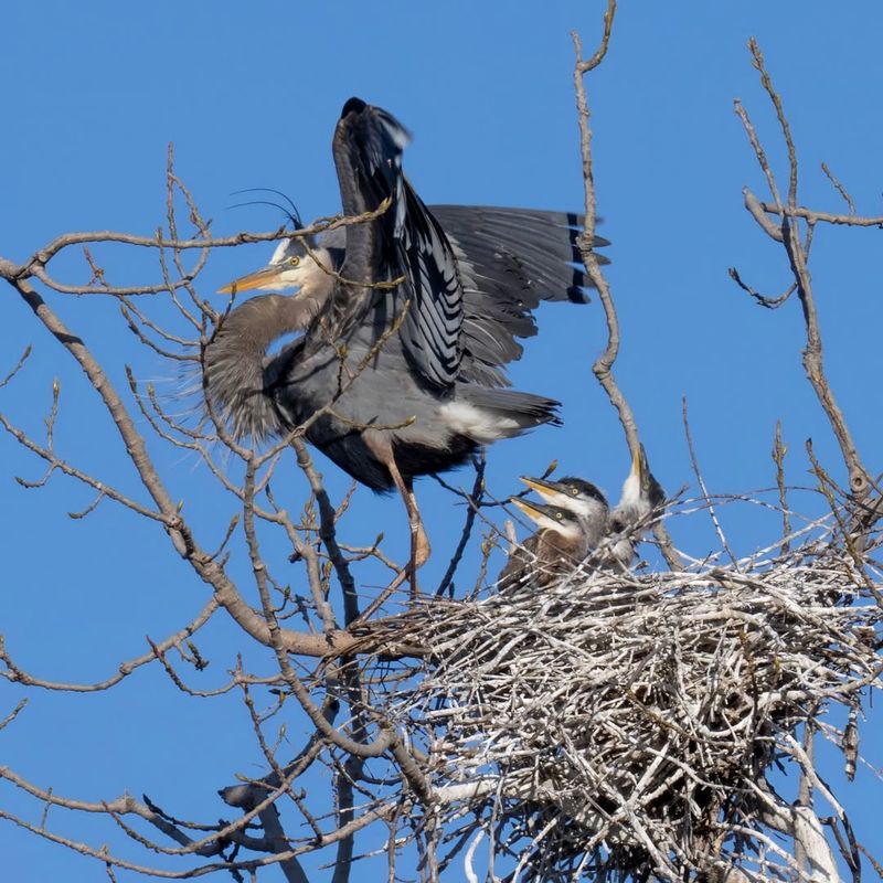 Great Blue Herons